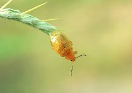 Attēlu rezultāti vaicājumam “Chrysomelidae”