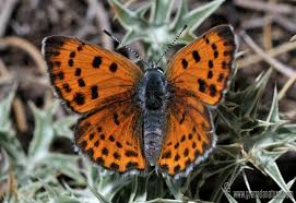Attēlu rezultāti vaicājumam “Lycaena alciphron”