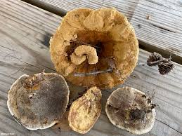 Attēlu rezultāti vaicājumam “Onnia triquetra”