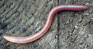 Attēlu rezultāti vaicājumam “Lumbricidae”