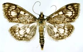 Attēlu rezultāti vaicājumam “Anania stachydalis”