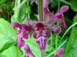Attēlu rezultāti vaicājumam “Stachys sylvatica”