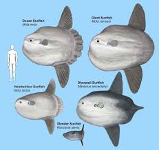 Image result for Mola mola