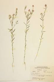 Attēlu rezultāti vaicājumam “Polygalaceae”