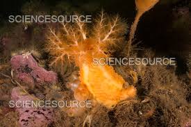 Image result for Cucumaria frondosa