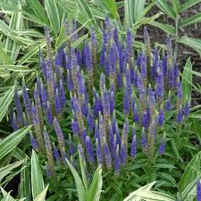 Attēlu rezultāti vaicājumam “Veronica spicata leaf”