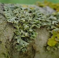 Attēlu rezultāti vaicājumam “Physcia tenella”