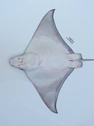 Image result for Aetomylaeus bovinus