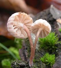 Attēlu rezultāti vaicājumam “Mycena pseudocorticola”