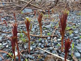 Attēlu rezultāti vaicājumam “Epilobium angustifolium bud”