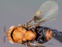 Attēlu rezultāti vaicājumam “Trichia ambigua stalked”