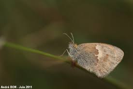 Attēlu rezultāti vaicājumam “Coenonympha pamphilus upperside”