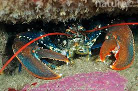 Image result for Homarus gammarus