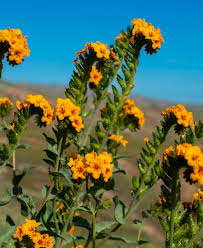 Attēlu rezultāti vaicājumam “Trichia flavicoma stalked”