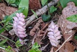 Attēlu rezultāti vaicājumam “Lathraea squamaria flower”