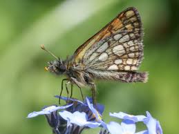 Attēlu rezultāti vaicājumam “Carterocephalus silvicolus male”