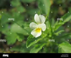 Attēlu rezultāti vaicājumam “Viola arvensis bud”