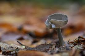 Attēlu rezultāti vaicājumam “Helvella macropus”