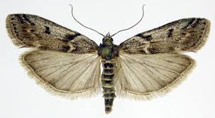 Attēlu rezultāti vaicājumam “Zophodia grossulariella”