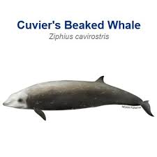 Image result for Ziphius cavirostris