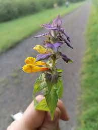 Attēlu rezultāti vaicājumam “Melampyrum nemorosum”