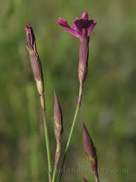 Attēlu rezultāti vaicājumam “Dianthus deltoides bud”