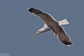 Attēlu rezultāti vaicājumam “Larus marinus adult”