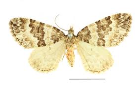 Attēlu rezultāti vaicājumam “Electrophaes corylata”