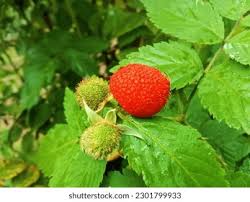 Attēlu rezultāti vaicājumam “Rubus parviflorus fruit”