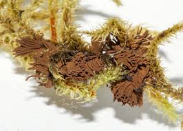 Attēlu rezultāti vaicājumam “Stemonitis sp.”