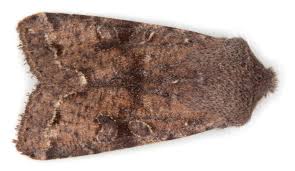 Attēlu rezultāti vaicājumam “Orthosia incerta”