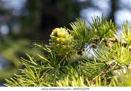 Attēlu rezultāti vaicājumam “Larix sibirica”