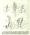 File:CrustaceaAppendages.png - Wikipedia, the free encyclopedia