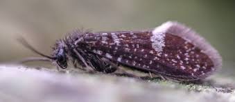 Attēlu rezultāti vaicājumam “Eriocraniidae”