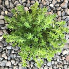 Attēlu rezultāti vaicājumam “Sedum sexangulare leaf”