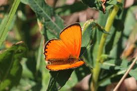 Attēlu rezultāti vaicājumam “Lycaena virgaureae”