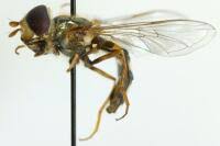 Attēlu rezultāti vaicājumam “Eupeodes nielseni”