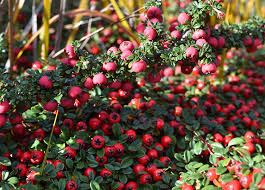 Attēlu rezultāti vaicājumam “Cotoneaster multiflorus fruit”
