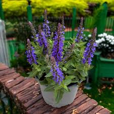 Attēlu rezultāti vaicājumam “Salvia nemorosa fruit”