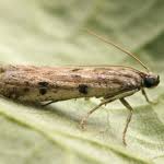 Attēlu rezultāti vaicājumam “Phycitodes binaevella”