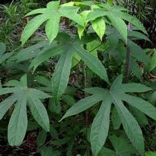 Attēlu rezultāti vaicājumam “Kalopanax septemlobus fruit”