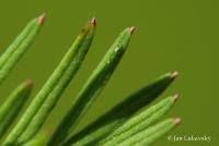 Attēlu rezultāti vaicājumam “Cnidium dubium”