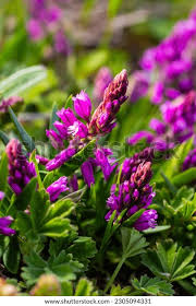 Attēlu rezultāti vaicājumam “Polygala vulgaris leaf”