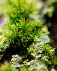 Attēlu rezultāti vaicājumam “Syntrichia”