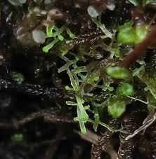 Attēlu rezultāti vaicājumam “Riccardia incurvata”