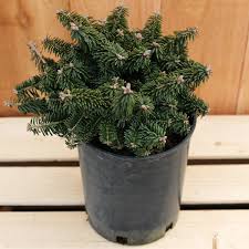 Attēlu rezultāti vaicājumam “Abies balsamea”