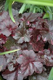 Image result for Heuchera `Midnight Rose`