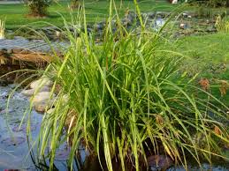 Attēlu rezultāti vaicājumam “Carex pseudocyperus fruit”