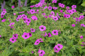 Image result for Storchschnäbel