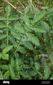 Attēlu rezultāti vaicājumam “Agrimonia eupatoria leaf”